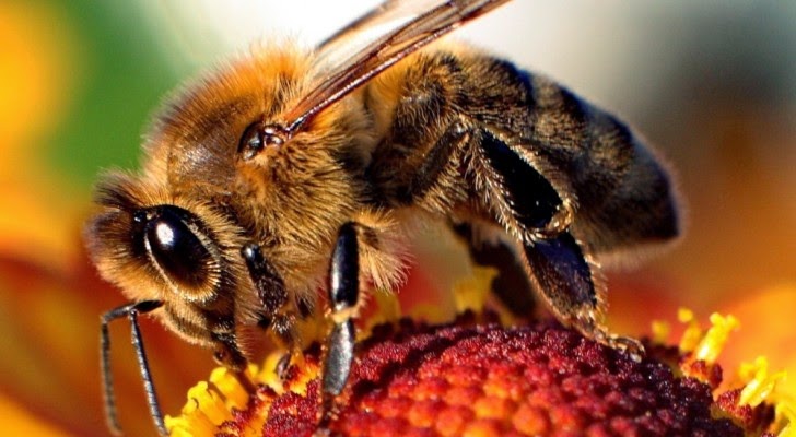Scientists in Amsterdam have found ways to help their bee population regain its health. Here's how to implement some of their methods in your community.