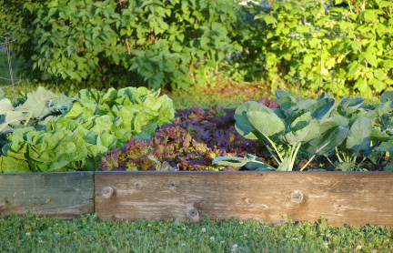What advice do you have for those starting survival gardens?