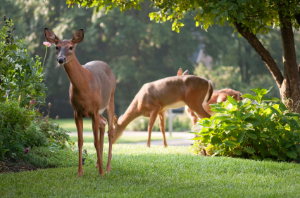 Deer-Resistant Gardening