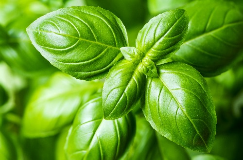 Bursting With Basil? Here’s How to Use It