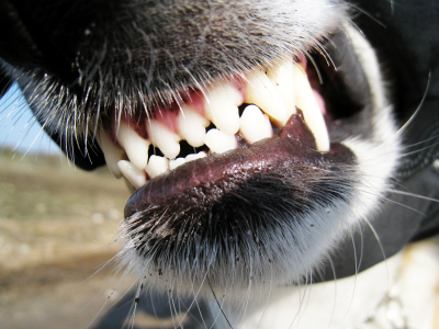 Dog Bites: A SHTF Medical Emergency You Haven’t Considered