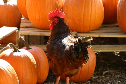 Your chickens will love this pumpkin treat. Best of all, it's super healthy!