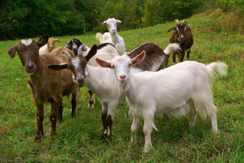 Goats For The Long Haul