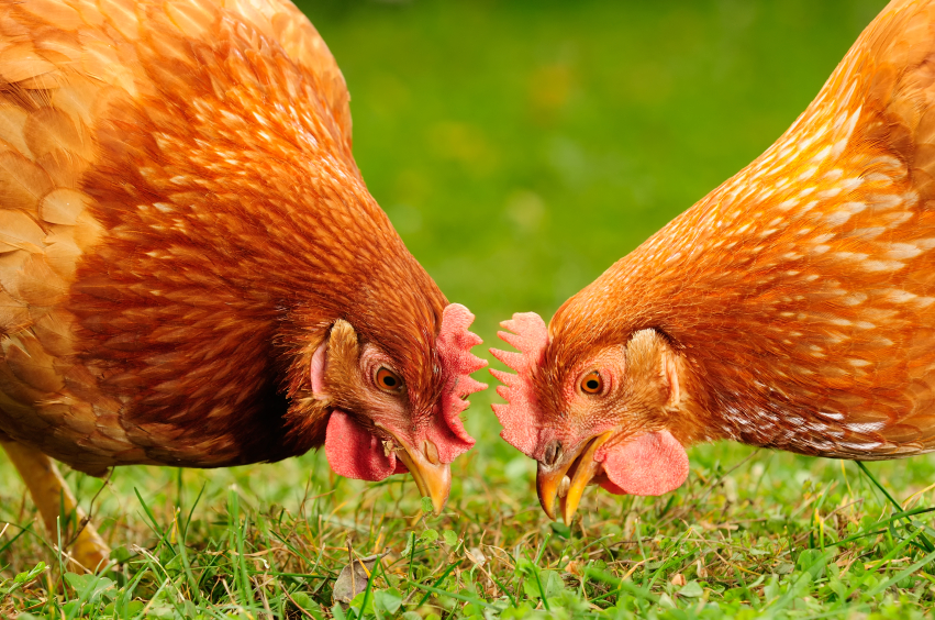 10 Foods You Should Not Feed Your Chickens