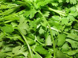 New Research Shows Cilantro can Remove Lead, Copper, Mercury from Tap Water