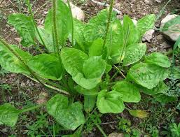 10 Reasons to Add Plantain to Your SHTF Medicine Chest