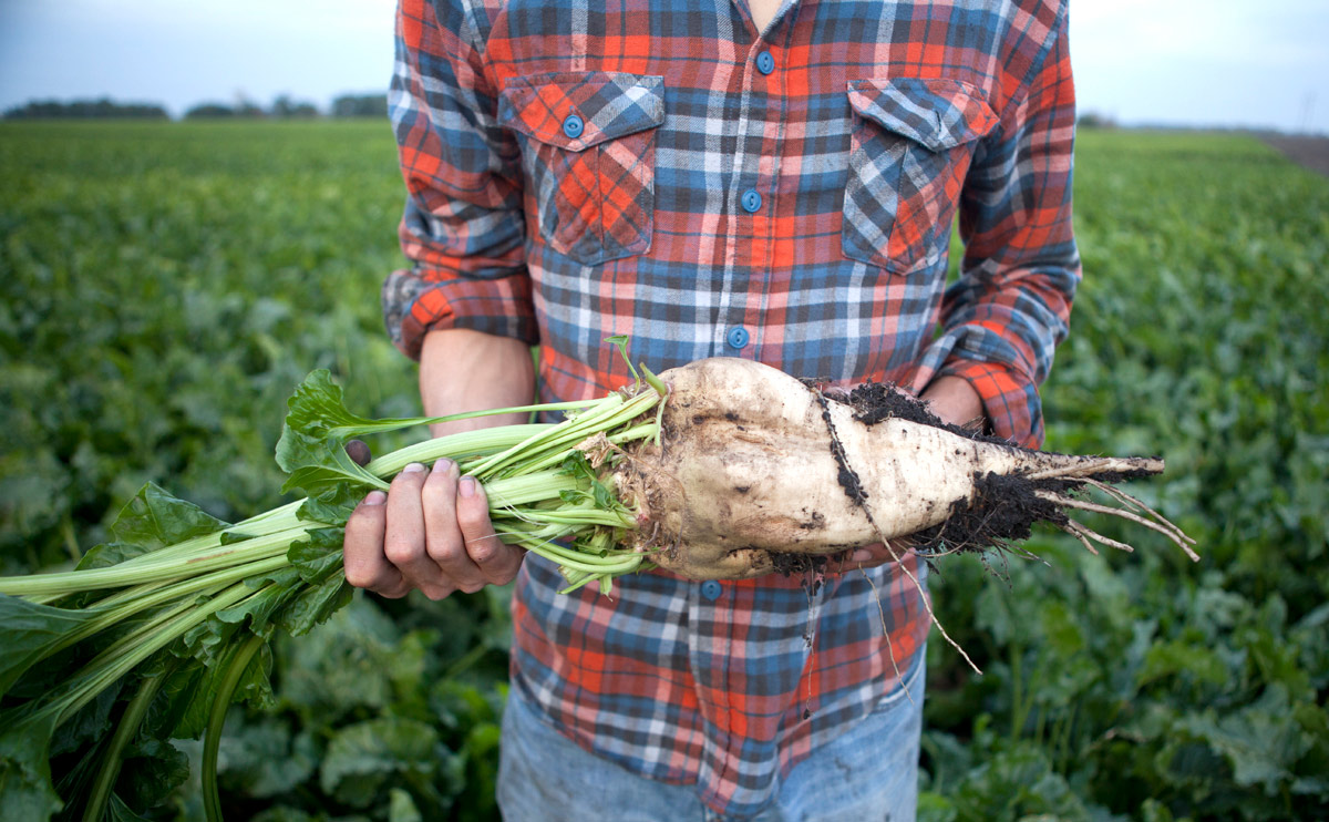 You Need to Grow A LOT of Sugar Beet to Get a Little Sugar