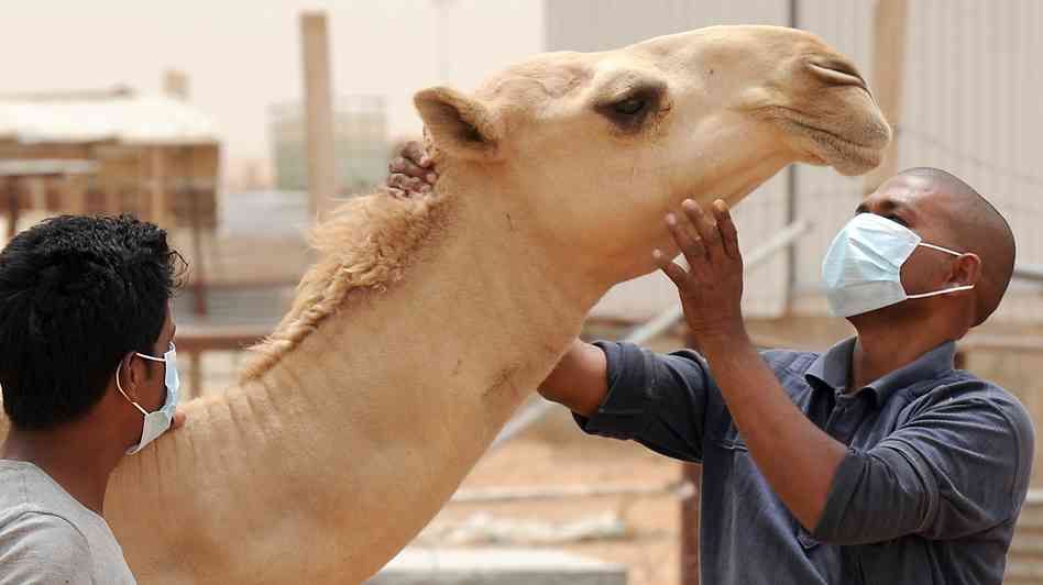 MERS may have mutated to airborne agent