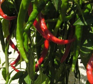 3 Reasons Every Prepper Should Grow Cayenne Peppers