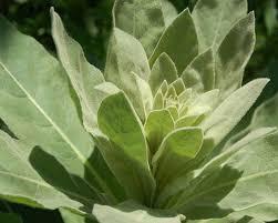 27 Survival Uses for Common Mullein Besides Cowboy Toilet Paper
