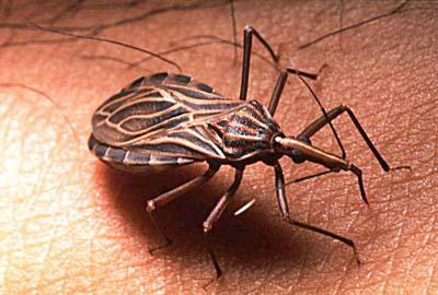 Chagas Disease – A Slow Burning Emergency