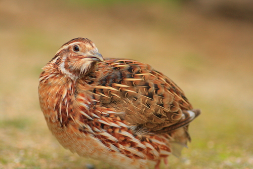 [Video] Why You Should Consider Quail For the Urban Homestead