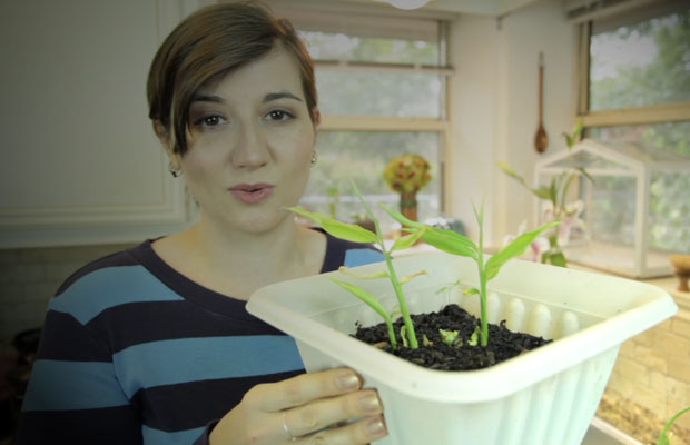 Jumpstart Your Garden: Regrow Vegetable Food Scraps