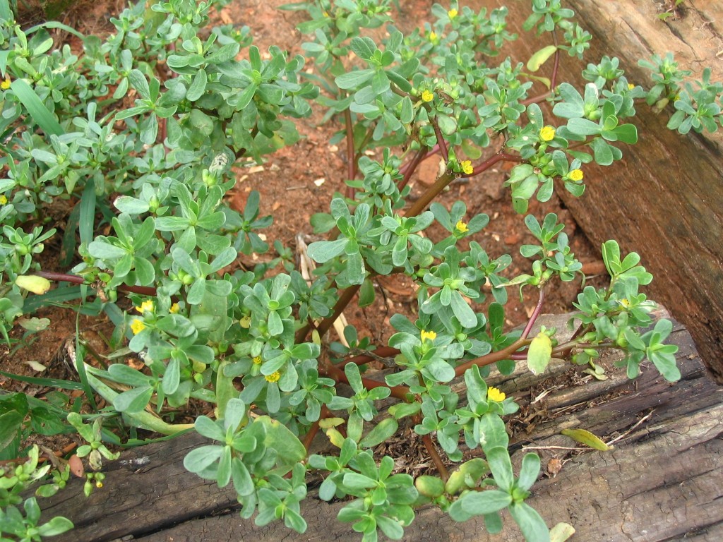 Don’t Pull That Weed! A Closer Look at Purslane