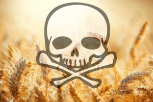 wheat_destroys_health