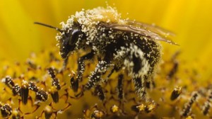 Beemageddon: Syngenta Wants an Increase in Pesticide Levels