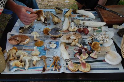 4 Safe Edible Mushrooms for Foragers and Cheapskates