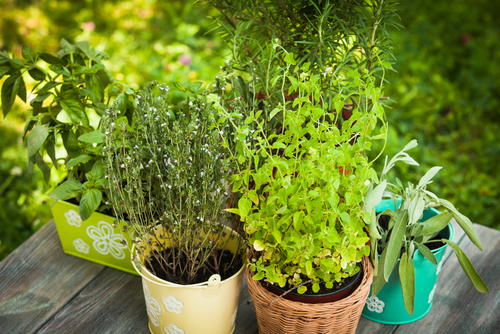 Planting and Growing Herbs