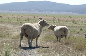 CSIRO_ScienceImage_3459_Sheep_in_paddock