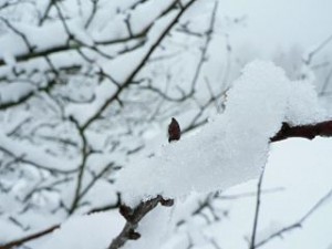 Snow_branch_ice