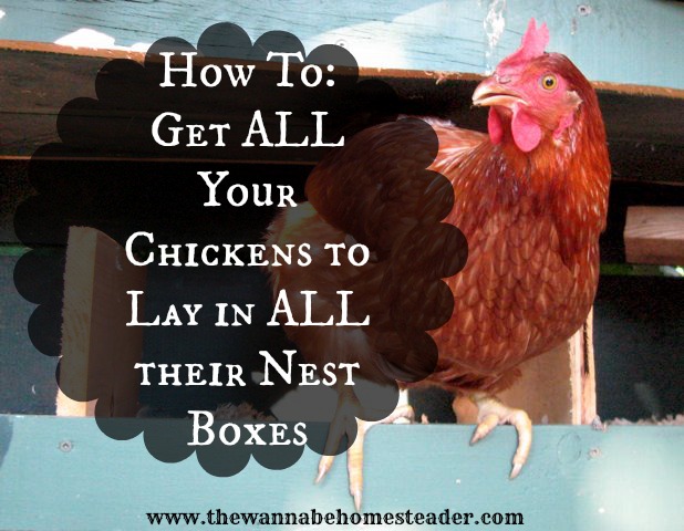 How To Get All Your Chickens To Lay In All Their Nest Boxes