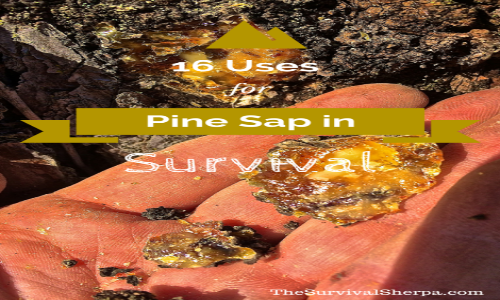 16 Uses of Sticky Pine Sap for Wilderness Survival and Self-Reliance