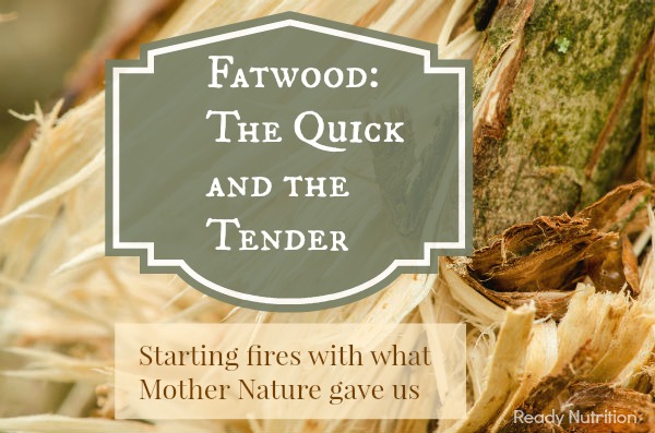 Fatwood: The Quick and the Tender