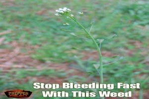 Stop Bleeding Fast With This Weed