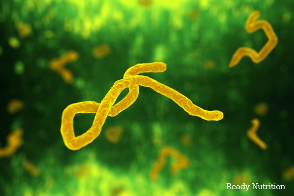 Ebola and HFV’s: Herbs to Use or Not to Use