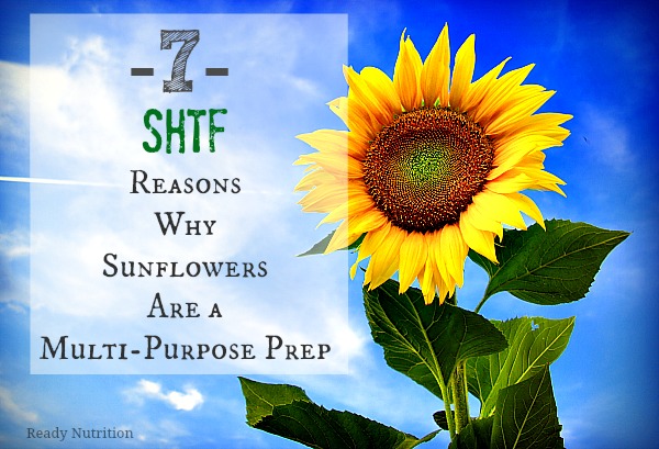 7 SHTF Reasons Why Sunflowers Are a Multi-Purpose Prep