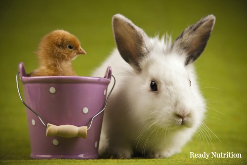 Wasteful Society: 80% of Easter Pets End Up Here