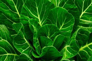 Want to Stay Mentally Sharp? Eat Your Greens!