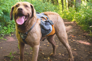 Five Useful Products for Your Prepper Dog