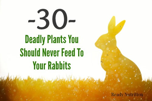 30 Deadly Plants You Should Never Feed To Your Rabbits