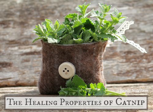 The Healing Properties of Catnip
