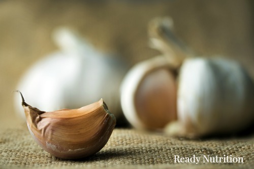 Growing your own supply of fresh garlic guarantees a constant supply of natural medicine and natural antibiotics. #ReadyNutrition