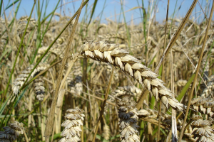 wheat wikimedia