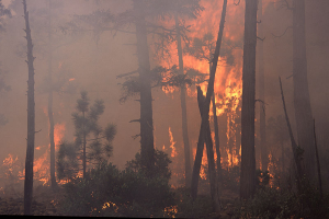 forest fire wikimedia