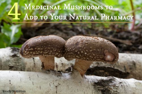 Four Medicinal Mushrooms to Add to Your Natural Pharmacy