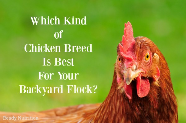 Which Kind of Chicken Breed Is Best For Your Backyard Flock?