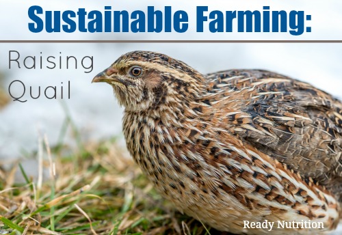Sustainable Farming: Raising Quail