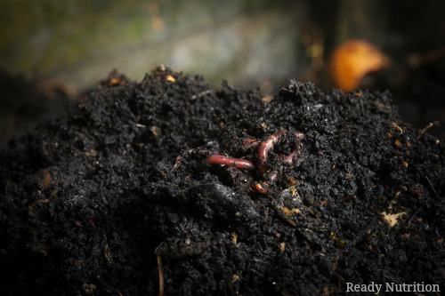 DIY Vermicomposting: The Most Efficient Way of Using Organic Material