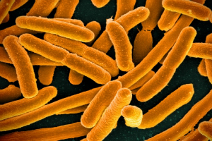 e coli wikimedia