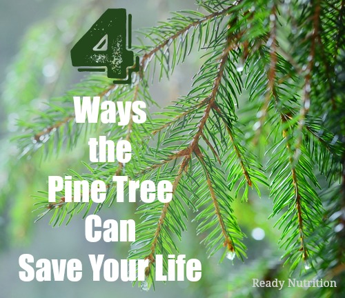 4 Ways the Pine Tree Can Save Your Life