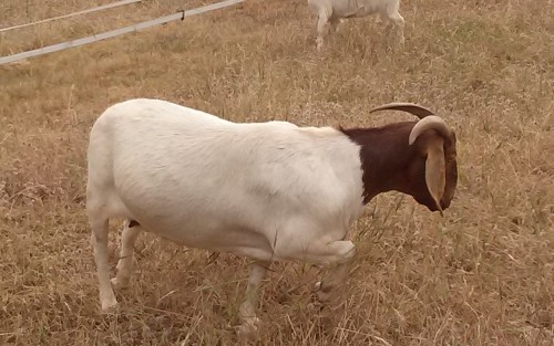 How Goats Can Alert You To Their Health Issues