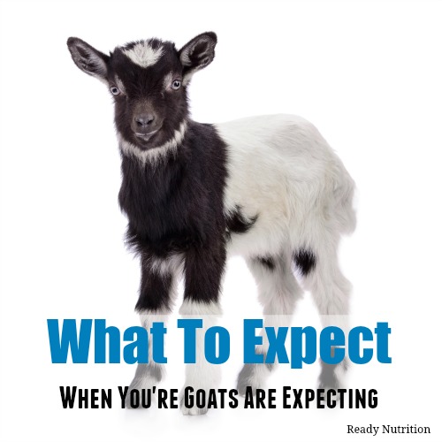 What to Expect When You’re Goats Are Expecting