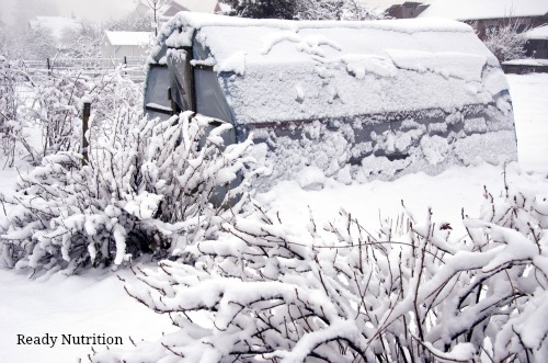 Winter Homesteading: A Must-Read Guide to Staying Ahead