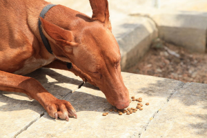 dog eating wikimedia