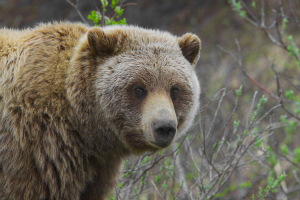 grizzly bear wikimedia