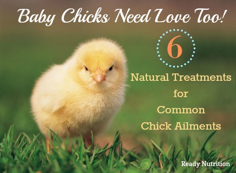Baby Chicks Need Love Too: 6 Natural Treatments for Common Chick Ailments